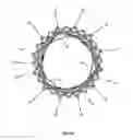 Fig. 55 - Endoprosthesis for implantation in the heart of a patient