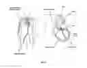 Fig. 12 - Catheter system for introducing an expandable heart valve stent into the body of a patient, insertion system with a catheter system and medical device for treatment of a heart valve defect