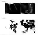 Fig. 04 - A COMPOSITION FOR ORAL APPLICATION AND A METHOD FOR PREPARING THE SAME