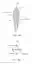Fig. 34 - Methods for delivering insulin preparations into a lumen of the intestinal tract using a swallowable drug delivery device