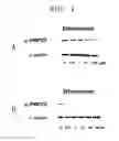 Fig. 02 - Composition for promoting remyelination in nerve cells comprising 2,5-dihydroxybenzenesulfonic acid and use thereof