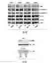 Fig. 08 - Histone deacetylase as a modulator of PDL1 expression and activity