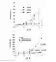 Fig. 09 - Histone deacetylase as a modulator of PDL1 expression and activity