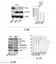 Fig. 15 - Histone deacetylase as a modulator of PDL1 expression and activity
