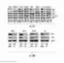 Fig. 22 - Histone deacetylase as a modulator of PDL1 expression and activity