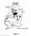 Fig. 02 - COMPOSITIONS AND METHODS FOR THE TREATMENT OF JUVENILE NEURONAL CEROID LIPOFUSCINOSIS AND RELATED DISORDERS