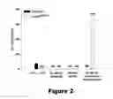 Fig. 03 - COMPOSITIONS AND METHODS FOR THE TREATMENT OF JUVENILE NEURONAL CEROID LIPOFUSCINOSIS AND RELATED DISORDERS