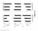 Fig. 12 - COMPOSITIONS AND METHODS FOR THE TREATMENT OF JUVENILE NEURONAL CEROID LIPOFUSCINOSIS AND RELATED DISORDERS