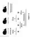 Fig. 15 - COMPOSITIONS AND METHODS FOR THE TREATMENT OF JUVENILE NEURONAL CEROID LIPOFUSCINOSIS AND RELATED DISORDERS