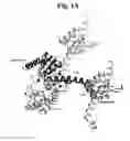 Fig. 02 - FLAGELLAR AND NEEDLE COMPLEX (INJECTOSOME) LOOP AS ANTI BACTERIAL DRUG TARGET