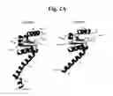 Fig. 04 - FLAGELLAR AND NEEDLE COMPLEX (INJECTOSOME) LOOP AS ANTI BACTERIAL DRUG TARGET