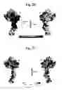 Fig. 05 - FLAGELLAR AND NEEDLE COMPLEX (INJECTOSOME) LOOP AS ANTI BACTERIAL DRUG TARGET