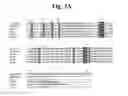 Fig. 06 - FLAGELLAR AND NEEDLE COMPLEX (INJECTOSOME) LOOP AS ANTI BACTERIAL DRUG TARGET