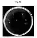 Fig. 09 - FLAGELLAR AND NEEDLE COMPLEX (INJECTOSOME) LOOP AS ANTI BACTERIAL DRUG TARGET