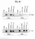 Fig. 10 - FLAGELLAR AND NEEDLE COMPLEX (INJECTOSOME) LOOP AS ANTI BACTERIAL DRUG TARGET