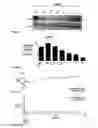Fig. 31 - Method of treating acute myeloid leukemia and/or acute lymphoblastic leukemia using thienotriazolodiazepine compounds