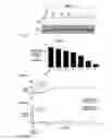 Fig. 32 - Method of treating acute myeloid leukemia and/or acute lymphoblastic leukemia using thienotriazolodiazepine compounds