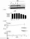 Fig. 33 - Method of treating acute myeloid leukemia and/or acute lymphoblastic leukemia using thienotriazolodiazepine compounds