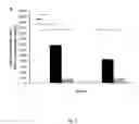 Fig. 05 - Use of ginsenoside M1 for treating lupus nephritis