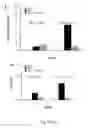Fig. 08 - Use of ginsenoside M1 for treating lupus nephritis