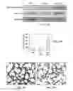 Fig. 07 - METHODS OF ENHANCING STEM CELL ENGRAFTMENT