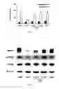 Fig. 04 - Lactic acid bacteria capable of preventing and/or treating senescence and dementia