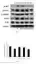 Fig. 06 - Lactic acid bacteria capable of preventing and/or treating senescence and dementia