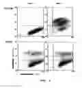Fig. 04 - Attenuated reovirus