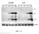Fig. 08 - Attenuated reovirus