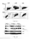 Fig. 09 - Attenuated reovirus