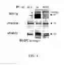 Fig. 07 - Syndecan peptides and polypeptides and uses thereof
