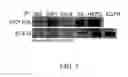 Fig. 08 - Syndecan peptides and polypeptides and uses thereof