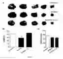 Fig. 09 - Methods for treating myocardial infarction comprising administering sonic hedgehog