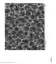 Fig. 03 - Agent for capturing tumor cells and methods of use thereof