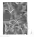 Fig. 05 - Agent for capturing tumor cells and methods of use thereof