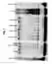 Fig. 02 - Enhancing health in mammals using telomerase reverse transcriptase gene therapy