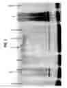 Fig. 03 - Enhancing health in mammals using telomerase reverse transcriptase gene therapy