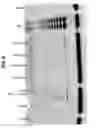 Fig. 07 - Enhancing health in mammals using telomerase reverse transcriptase gene therapy