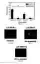 Fig. 08 - Compositions comprising angiogenic factors and methods of use thereof