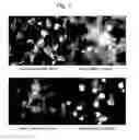 Fig. 02 - Carotenoid particles and uses thereof