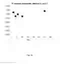 Fig. 02 - Lyophilized preparation of cytotoxic dipeptides