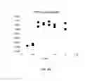 Fig. 12 - Lyophilized preparation of cytotoxic dipeptides