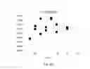 Fig. 15 - Lyophilized preparation of cytotoxic dipeptides