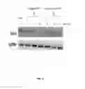 Fig. 13 - P97-polynucleotide conjugates