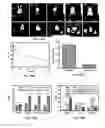 Fig. 13 - Bis-polymer lipid-peptide conjugates and nanoparticles thereof