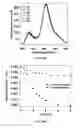Fig. 28 - Bis-polymer lipid-peptide conjugates and nanoparticles thereof