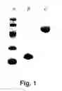Fig. 02 - POLYALKYLENE POLYMER COMPOUNDS AND USES THEREOF