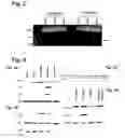 Fig. 03 - Compositions for the inactivation of virus replication and methods of making and using the same