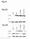 Fig. 07 - Compositions for the inactivation of virus replication and methods of making and using the same