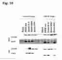 Fig. 14 - Compositions for the inactivation of virus replication and methods of making and using the same